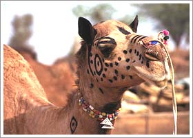 Nagaur Fair, Jodhpur
